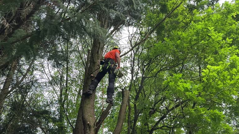 Best Tree Planting Services  in Monroeville, PA